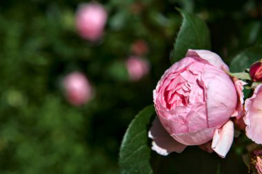 Çalılıklarda pembe eski bir gül Yakından bakınca