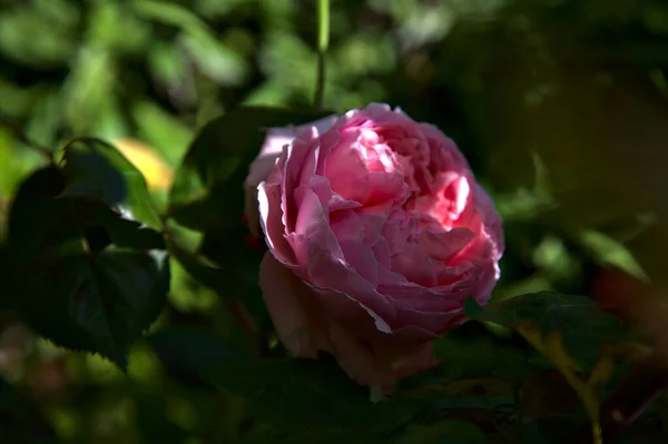 Rosa Alte Rose Einem Busch Aus Der Nähe Gesehen — Stockfoto