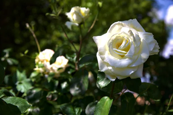 Große Weiße Rosen Voller Blüte Aus Der Nähe Gesehen — Stockfoto