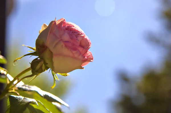 粉红色的玫瑰盛开 被近处看到的阳光映衬着 — 图库照片