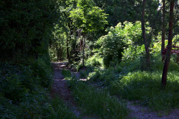 Dirt Track Grove Hill Slope — Stock Photo, Image