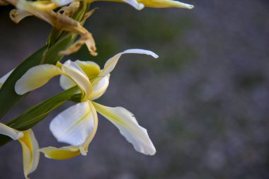 Sarı ve beyaz Hollandica irisleri yakından görülüyor.