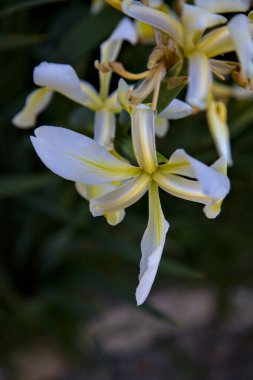 Sarı ve beyaz Hollandica irisleri yakından görülüyor.
