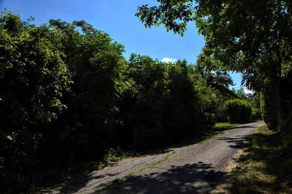 Estrada Bosque Uma Encosta Colina Meio Dia Campo Italiano — Fotografia de Stock