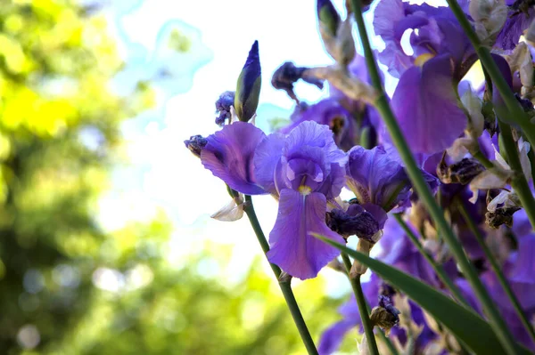 Purple Irises Bloom Lit Sun Seen Close — Stock Photo, Image