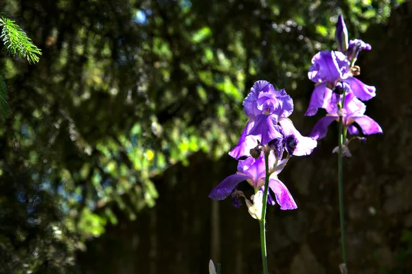 Iris Ungu Dalam Mekar Diterangi Oleh Matahari Dilihat Dari Dekat — Stok Foto