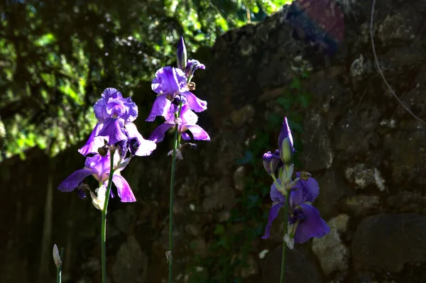 Paarse Irissen Bloei Verlicht Door Zon Van Dichtbij Gezien — Stockfoto