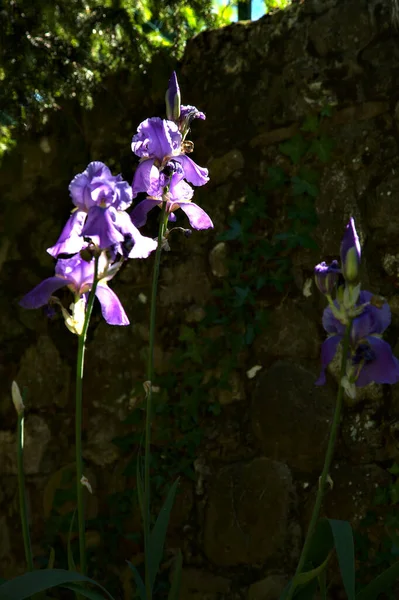 Paarse Irissen Bloei Verlicht Door Zon Van Dichtbij Gezien — Stockfoto