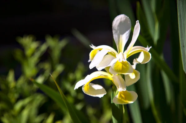 Žluté Bílé Holandské Duhovky Květu Zblízka — Stock fotografie