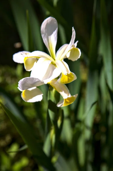 Żółto Białe Tęczówki Kwiatach Widziane Bliska — Zdjęcie stockowe