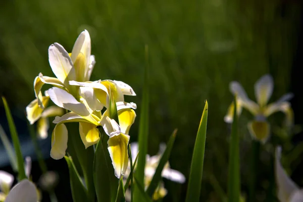 Amarelo Branco Holandês Íris Flor Visto Perto — Fotografia de Stock