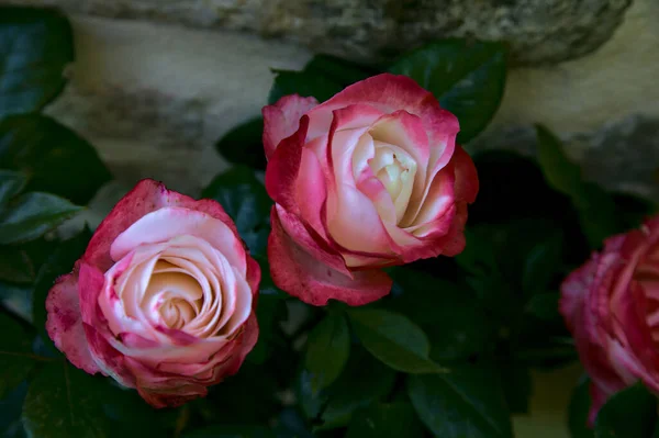 Λευκά Τριαντάφυλλα Κόκκινες Άκρες Φύλλωμα Και Πέτρινο Τοίχο Φόντο — Φωτογραφία Αρχείου