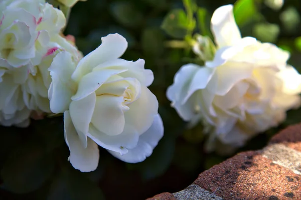 Couverture Sol Rose Blanche Fleur Dans Buisson Près — Photo