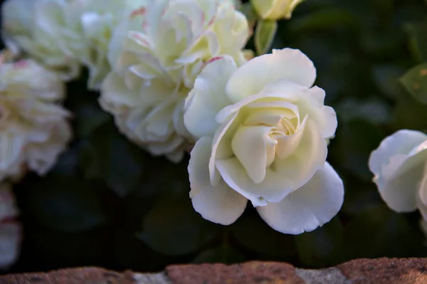 Cobertura Solo Rosa Branca Flor Arbusto Visto Perto — Fotografia de Stock