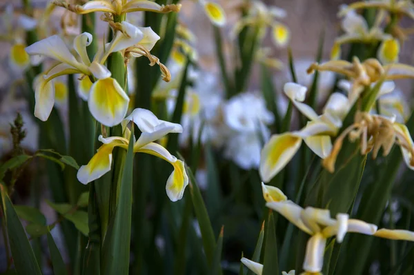 Kuning Dan Putih Hollandica Iris Dalam Mekar Terlihat Dari Dekat — Stok Foto