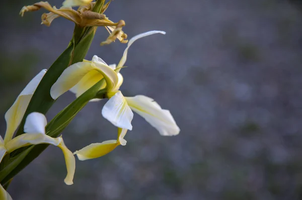 Žluté Bílé Holandské Duhovky Květu Zblízka — Stock fotografie
