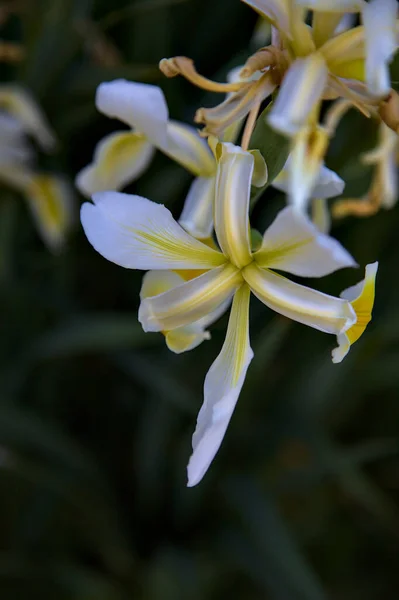 Geel Witte Hollandica Irissen Bloei Van Dichtbij Gezien — Stockfoto