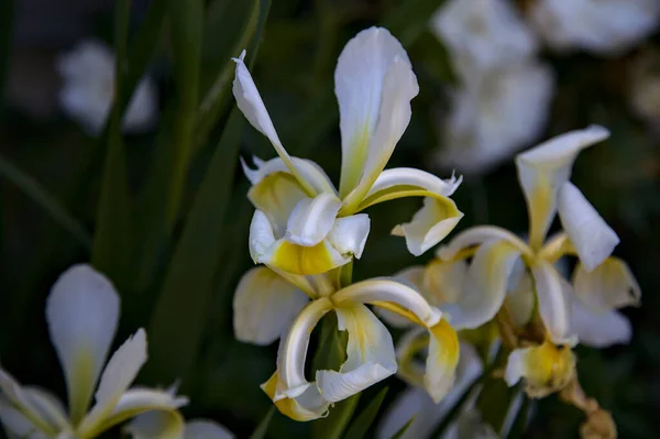 Iris Hollandica Jaune Blanc Fleur Vus Près — Photo