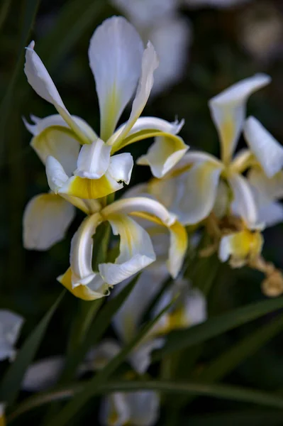 Sarı Beyaz Hollandica Irisleri Yakından Görülüyor — Stok fotoğraf