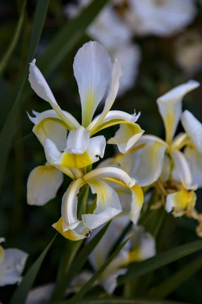 Iris Hollandica Jaune Blanc Fleur Vus Près — Photo