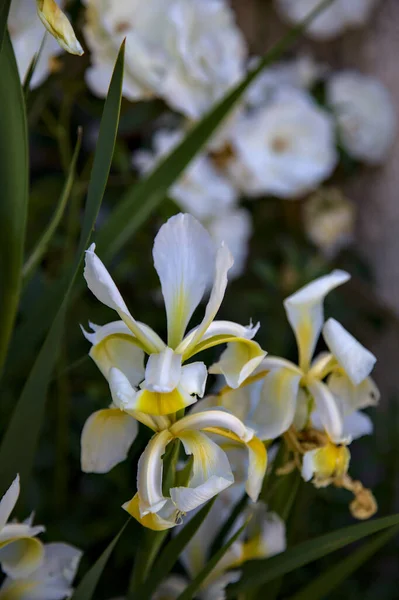 Iris Hollandica Jaune Blanc Fleur Vus Près — Photo