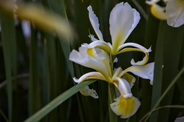 近くで見られる花に黄色と白のオランダの虹彩 — ストック写真