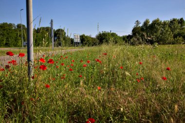 Yazın gün batımında İtalyan kırsalında gelincikli yol.