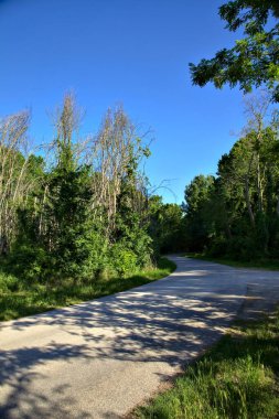 Bir koruluğun ortasındaki köy yolunda çatal.