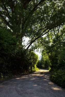 Yazın İtalya kırsalında ağaçlarla çevrili gölgedeki çakıl yolu.