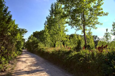 Yazın İtalya kırsalında çalılarla ve ağaçlarla çevrili toprak yol.
