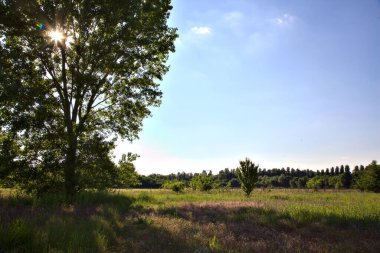 Yazın gün batımında kavak tarlası