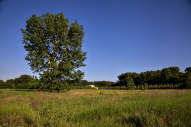 Yazın gün batımında gelinciklerle dolu bir tarlada kavak. İtalya kırsalında.
