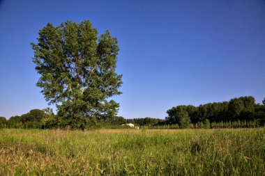 Yazın gün batımında gelinciklerle dolu bir tarlada kavak. İtalya kırsalında.