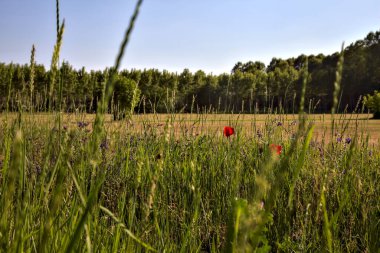 İtalya 'nın kırsal kesimlerinde yazın gün batımında sazlıklarla çevrili tarlalar.