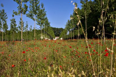 Huş ağacının ortasında haşhaş tarlası yazın günbatımında fidanlık.