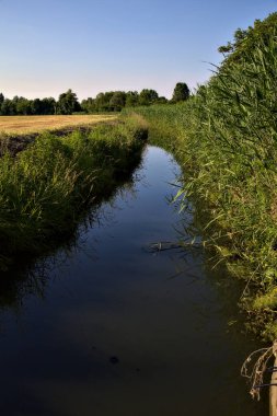 İtalya 'nın kırsal kesimlerinde yazın gün batımında sazlıklarla çevrili tarlalar.