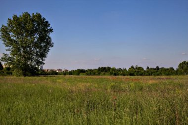 Yazın gün batımında gelinciklerle dolu bir tarlada kavak. İtalya kırsalında.