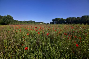 Huş ağacının ortasında haşhaş tarlası yazın günbatımında fidanlık.