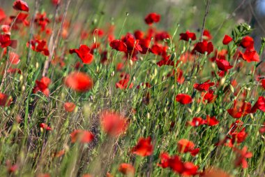 Gün batımında tarlada haşhaş. Yer seviyesinde ve yakından görülüyor.