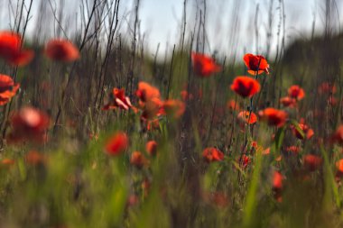 Gün batımında çimlerde haşhaş. Arka planda gökyüzü ile yakından görülüyor.