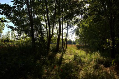 Yazın gün batımında İtalya kırsalında ağaçların arasından süzülen güneş ışınlarıyla dolu bir yol.