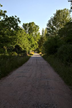Yazın gün batımında bir koruluğun gölgesinde köy yolu