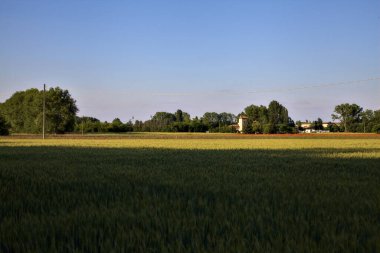 Günbatımında buğday tarlası, yazın İtalya kırsalında bir ev ve bir orman.