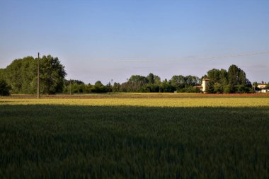 Günbatımında buğday tarlası, yazın İtalya kırsalında bir ev ve bir orman.