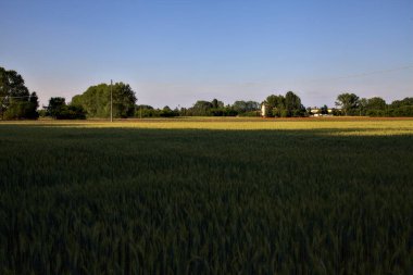Günbatımında buğday tarlası, yazın İtalya kırsalında bir ev ve bir orman.