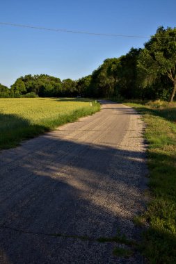 Yazın günbatımında İtalya kırsalında buğday tarlası ve ağaçlarla çevrili bir yol.