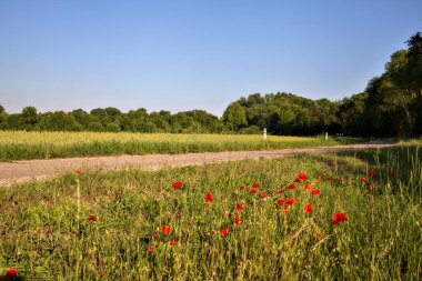Yazın günbatımında İtalya kırsalında buğday tarlası ve ağaçlarla çevrili bir yol.