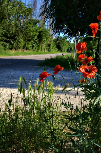 Straße Mit Mohn Rand Der Italienischen Landschaft Sommer Bei Sonnenuntergang — Stockfoto