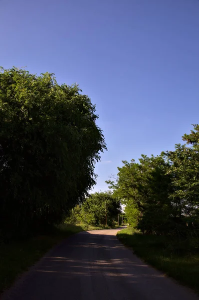 Estrada Rural Sombra Bosque Verão Pôr Sol — Fotografia de Stock