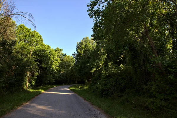 Country Road Shade Grove Summer Sunset — Stock Photo, Image